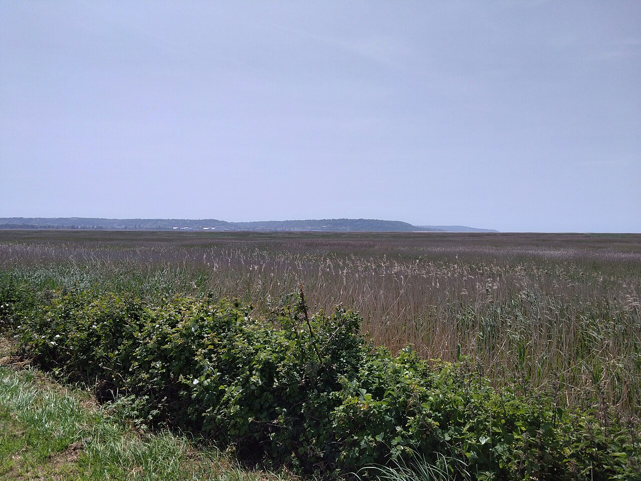 La roselière de la réserve naturelle de l'estuaire de la Seine : vaste étendue de roseaux jusqu'à l'horizon, buissons au premier plan, coteau du pays de Caux en arrière-plan sous un ciel voilé