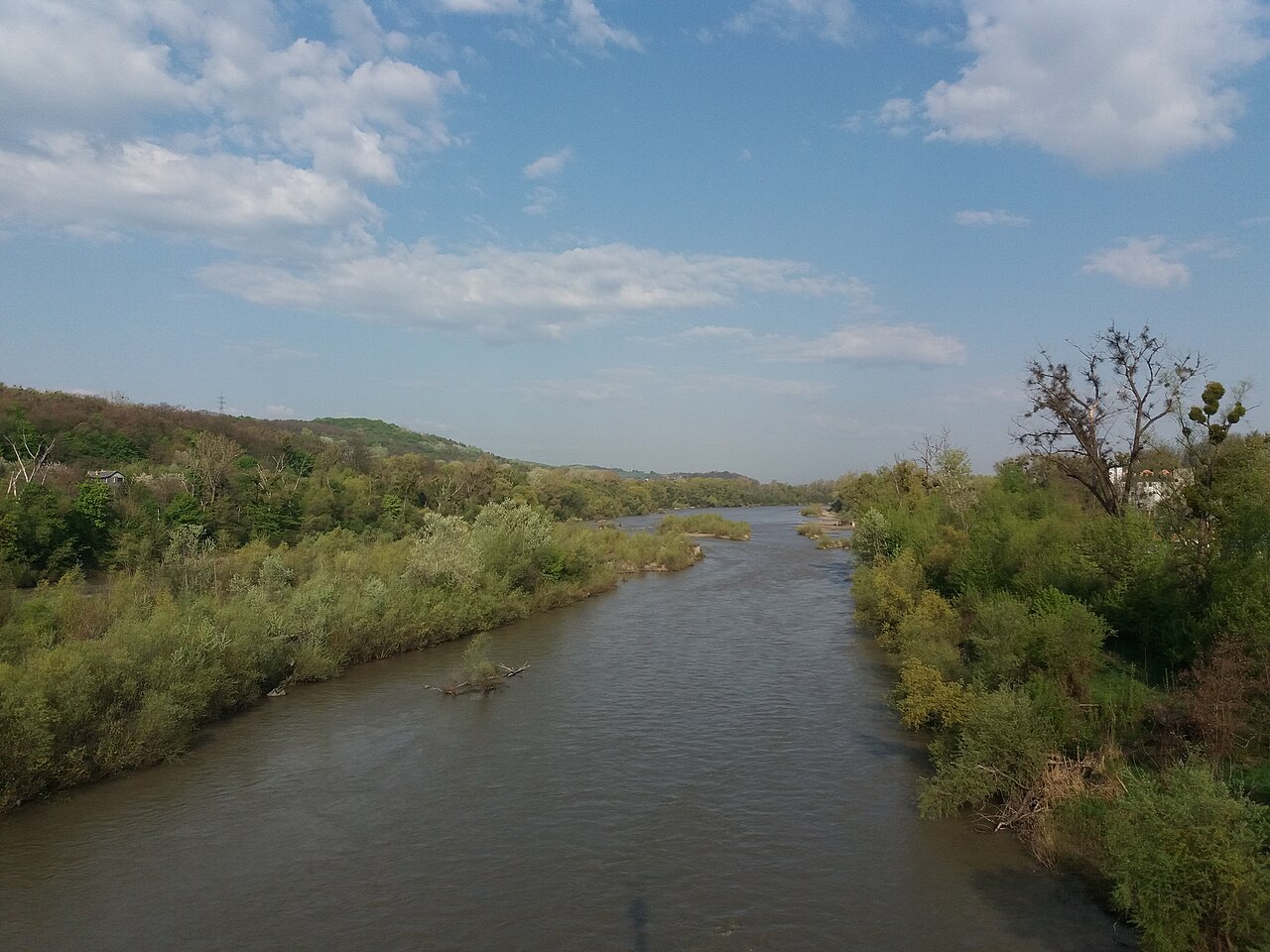 Прут в Черновцах: широкое русло с мутной после дождей водой, галечные островки и заросли ивняка по берегам, лесистые холмы на горизонте