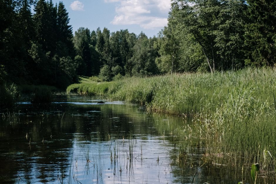 Порослий зеленню берег рівнинної річки влітку